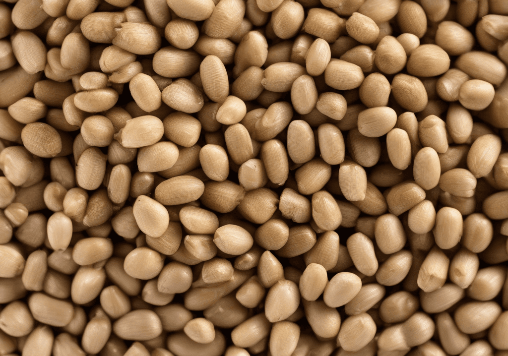 Firik Bulguru (Kuru)