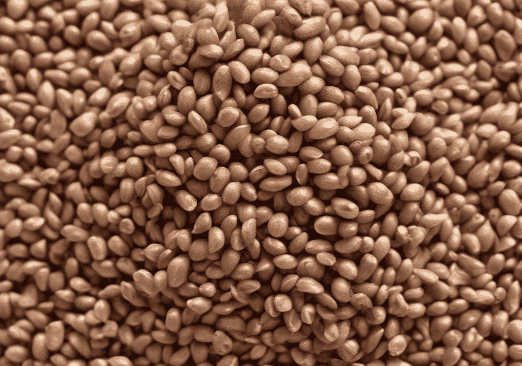 Teff, Tane, Çiğ